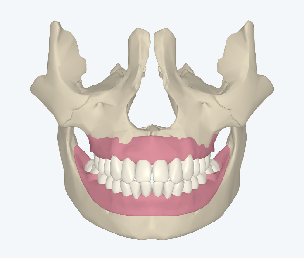 Anteprima statica del modello anatomico